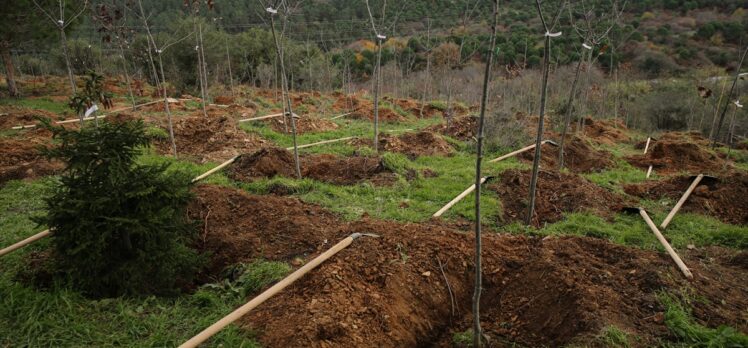Galatasaray Hatıra Ormanı'nda ilk fidanlar toprakla buluştu