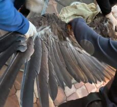 Iğdır'da yaralı bulunan kara akbaba tedavi altına alındı