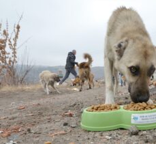 Kars'ta kısmen boşaltılan köyde sahipsiz kalan köpeklere doğa koruma ekipleri sahip çıktı