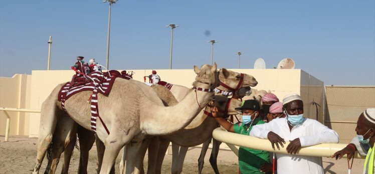 Katarlılar ata sporu deve yarışlarını severek sürdürüyor