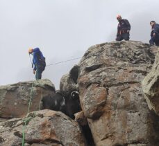 Kayalıkta sıkışan keçileri AFAD ekipleri kurtardı