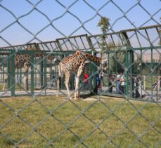 Kayseri Hayvanat Bahçesi ziyarete kapatıldı