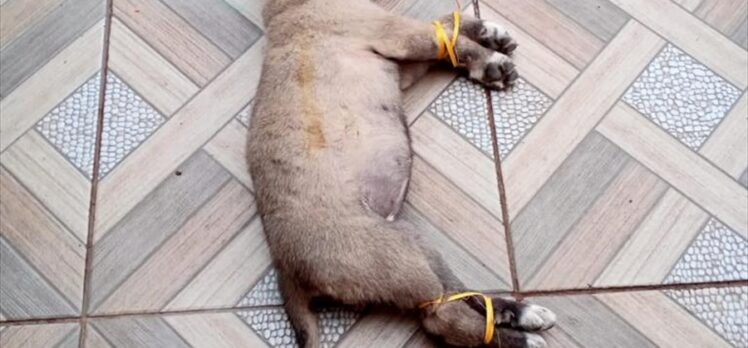 Kayseri'de ayakları ve boğazı bağlanmış yavru köpek ölüsü bulundu