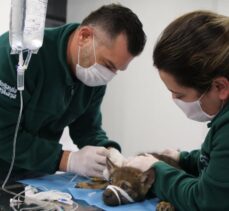 Ormanya'da tedavisi tamamlanan kurt doğaya salındı