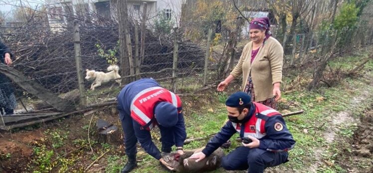 Samsun'da sokak köpeğinin yaraladığı karacayı jandarma ekibi tedavi ettirdi