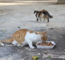 Şanlıurfa ve Gaziantep'te sokağa çıkma kısıtlamasında hayvanlar unutulmadı