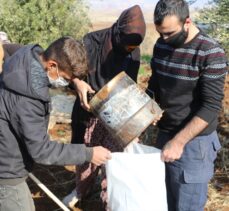 Şırnak'ta zeytin hasadı heyecanı