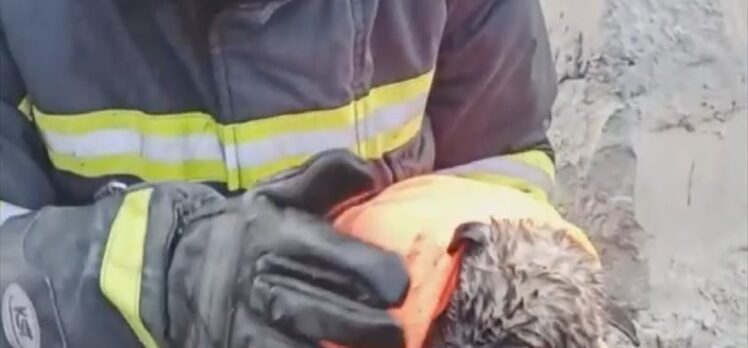 Sivas'ta kanalizasyon çukuruna düşen köpek yavrusunu itfaiye kurtardı