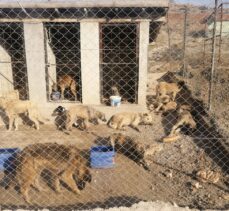 Tokat'ta arazide baygın halde bulunan 29 köpek koruma altına alındı