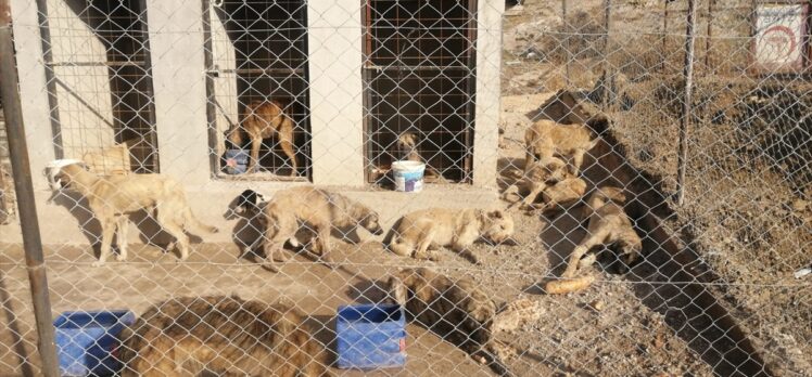 Tokat'ta arazide baygın halde bulunan 29 köpek koruma altına alındı