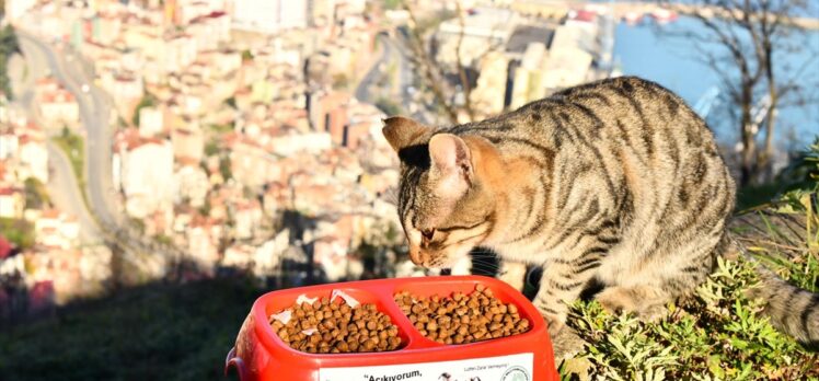 Trabzon'da hafta sonu kısıtlamasında sokak hayvanları unutulmadı