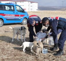 Yozgat'ta jandarma sokak hayvanlarını unutmadı