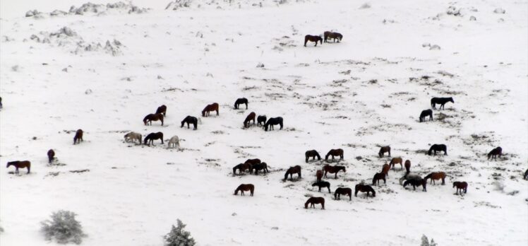 Akdağ ve Kumalar dağlarında kar üstünde yiyecek arayan yılkı atları görüntülendi