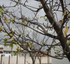 Amasya'da erik ağacı ocakta çiçek açtı