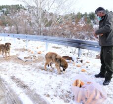 Ankara'da sokak ve yaban hayvanları için yem bırakıldı
