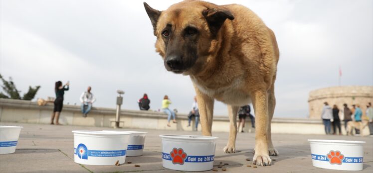 Antalya'da kısıtlama günlerinde belediye ve polis ekipleri farklı noktalara kedi ve köpek maması bıraktı