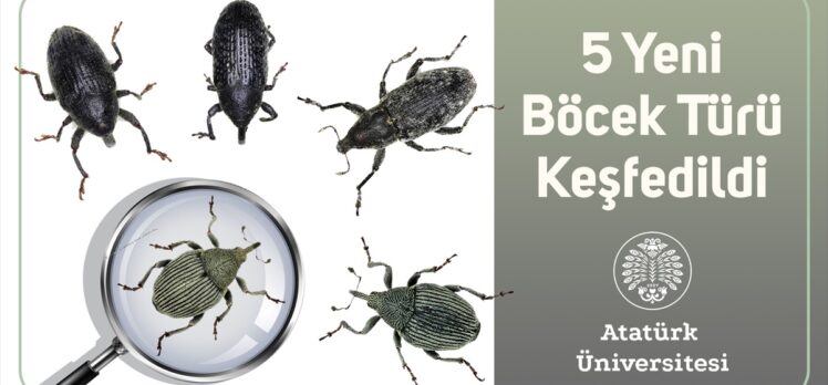 Atatürk Üniversitesi akademisyenleri 5 yeni böcek türü keşfetti