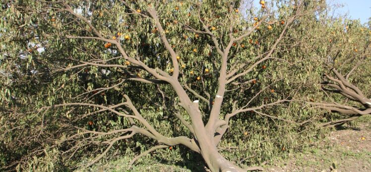 Bahçelerindeki bazı meyve ağaçları kesilince suç duyurusunda bulundular