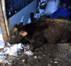 Bursa'da kardan damları çöken iki ahırdaki 9 büyükbaş hayvan telef oldu