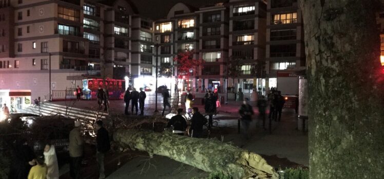 Bursa'da lodosun devirdiği çınar, park halindeki araçların üzerine düştü