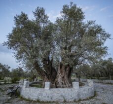 Doğal miras olarak kabul edilen 1625 anıt ağacın bakımı yapılacak