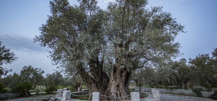 Doğal miras olarak kabul edilen 1625 anıt ağacın bakımı yapılacak
