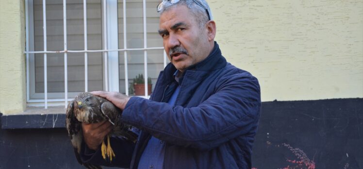 Gaziantep'te bitkin halde bulunan kızıl şahin koruma altına alındı