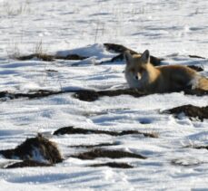 Kars'ta kızıl tilkiler karla kaplı arazide av mesaisinde