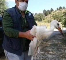 Kastamonu'da geçen yıl 79 yaban hayvanı tedavi edildi