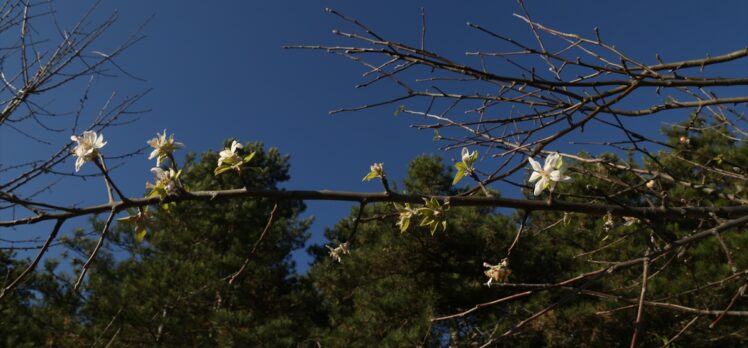 Kastamonu'da meyve ağaçları kış ayında çiçek açtı