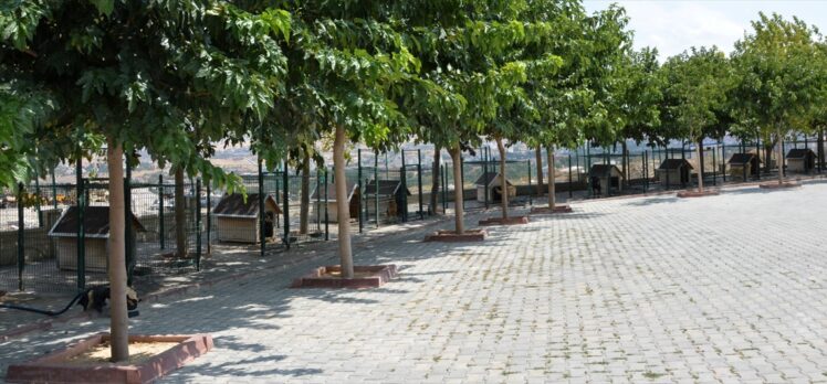 Kırşehir'de Kovid-19 sürecinde 130 sokak hayvanı sahiplendirildi