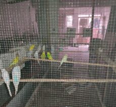 Kocaeli'de apartmanda çıkan yangında 80 muhabbet kuşu kurtarıldı