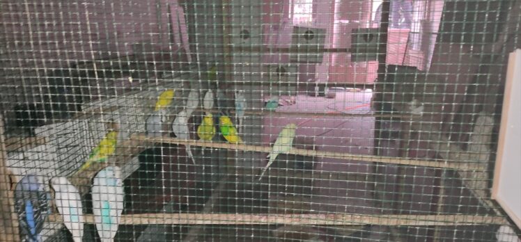 Kocaeli'de apartmanda çıkan yangında 80 muhabbet kuşu kurtarıldı