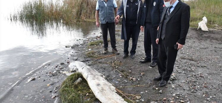 Köyceğiz sahilinde yaklaşık 2 metrelik ölü yayın balığı kıyıya vurdu