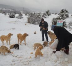 Kütahya'da hayvanseverler karda yiyecek bulmakta güçlük çeken sokak köpeklerini besledi