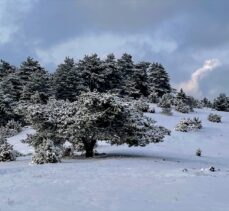 Kütahya'daki Yaylacık Ormanı beyaz örtüyle kaplandı