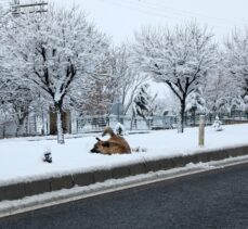 Malatya'nın yüksek kesimlerinde kar yağışı etkili oluyor