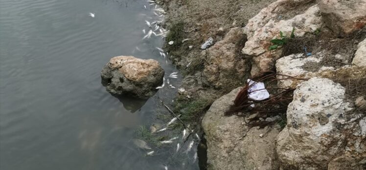 Mersin'de balık ölümlerine ilişkin inceleme başlatıldı