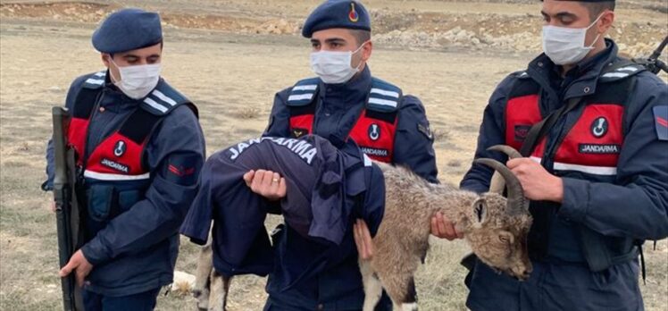 Mersin'de jandarmanın bulduğu yaban keçisi yavrusu doğaya salınacak