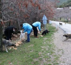 Spil Dağı'ndaki yılkı atları için doğaya yem bırakıldı
