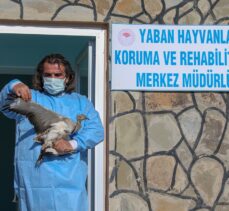 Türkiye'de bir asırda sadece iki kez görülen “yakalı toy” tedaviye alındı