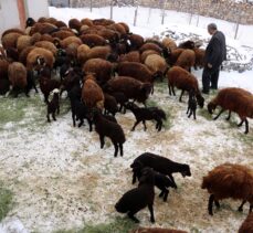 Ağrı'da devlet desteğiyle koyun sahibi olan besicilerin “kuzu” sevinci