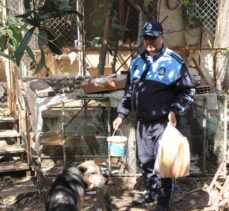 Antalya'da cezaevine gönderilen tutuklunun köpek ve kedilerine belediye sahip çıktı