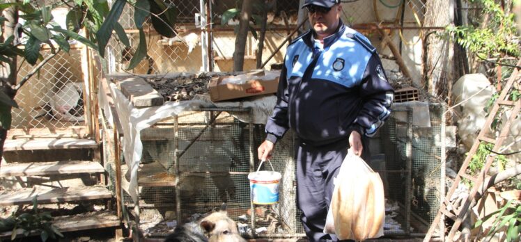 Antalya'da cezaevine gönderilen tutuklunun köpek ve kedilerine belediye sahip çıktı