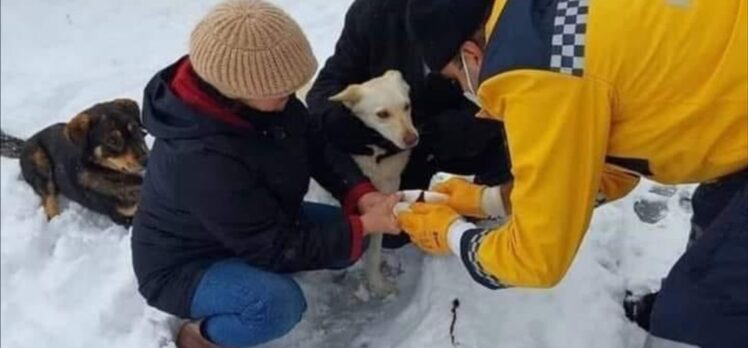 Bakan Koca, yaralı köpeğe müdahale eden paramedik Mustafa Baran'ın fotoğrafını paylaştı: