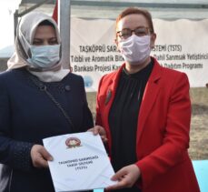 Bakan Yardımcısı Işıkgece, Kastamonu'da sarımsak tohumu dağıtım programına katıldı: