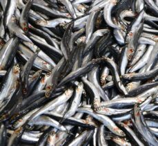 Balıkçılar ağlara yapışan deniz salyası nedeniyle avlanamayınca tezgahtaki balığın fiyatı arttı