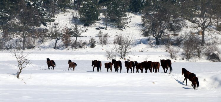 Bolu Dağı'ndaki yılkı atlarına yem bırakıldı
