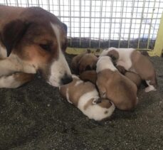 Çorum'da donmak üzereyken bulunan köpek ve 4 yavrusu korumaya alındı