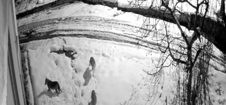 Giresun'da kar yağışı nedeniyle aç kalan kurtlar mahalleye indi